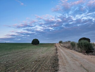 Landscape view of a dirt path beside fields at twilight with trees in the distance