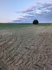 Lone tree stands on a field with tire tracks under a cloudy sky during the evening