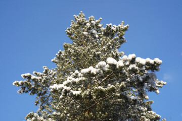 Snow-covered evergreen tree stands tall against a clear blue sky, showcasing the beauty of winter and the tranquility of nature in a serene outdoor environment