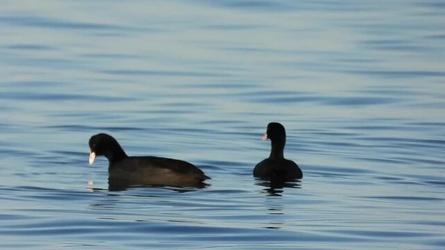 Sakarmeke Eurasian coot in the sea