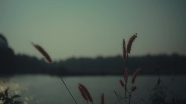Close up view of wild grass gently moving near a river, with soft background blur and calm natural atmosphere.