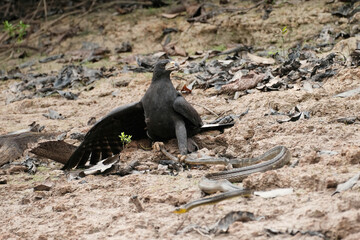 Obraz premium Caracara bird actively hunting a large snake on dry riverbank, showcasing intense wildlife interaction and natural predator-prey dynamics