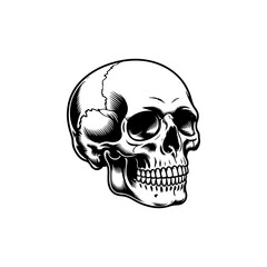 Obraz premium black and white vector illustration of an anatomically correct human skull in three-quarter view, featuring realistic shading and line work for stock design.