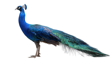 Obraz premium Majestic male peacock bird with iridescent blue neck and long green tail isolated on white.