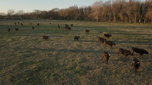 Vue a&eacute;rienne de taureaux en camargue dans une manade traditionnelle