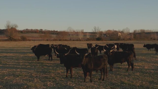 Vue a&eacute;rienne de taureaux en camargue dans une manade traditionnelle