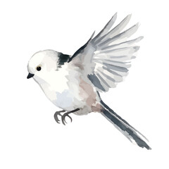 Watercolor-style long-tailed tit illustration／シマエナガ © 73