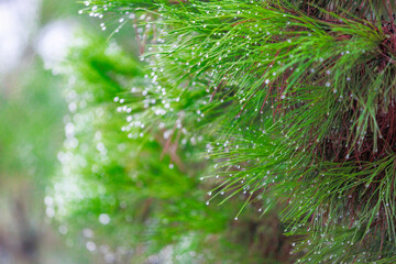 Obraz premium Macro shots of pine branches with dew drops or morning dew highlight the freshness of nature, the bokeh effect, and green color. Ideal for morning dew, forest macro, and nature closeup themes. pine n