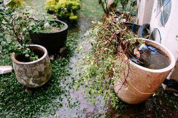 Overgrown Potted Plants and Standing Water in a Wet Garden