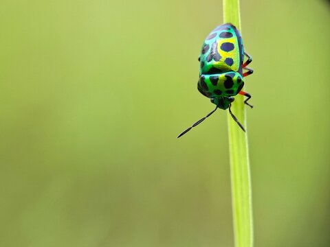 Green Black Jewel Bug perched on the weeds, Chrysocoris pulchellus and Imperata cylindrica