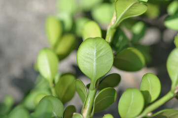 Obraz premium Korean boxwood Buxus microphylla of Buxaceae is an evergreen shrub used for garden hedges and timber. This is an authentic optical photography captured on location.
