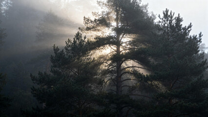 Sunlight filtering through misty pine trees in a forest