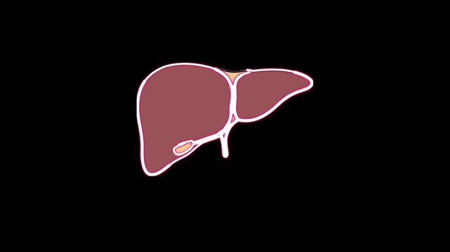 Liver Anatomy Diagram on black background