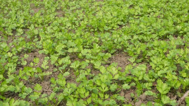 Fresh Young Coriander Plants in Lush Field