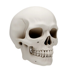 3D human skull anatomy model isolated on transparent background, realistic bone texture craniofacial skeleton for medical education, science research, halloween horror or gothic art design.