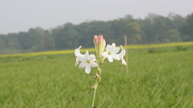 White Tuberose Flowers Blooming in Lush Green Meadow