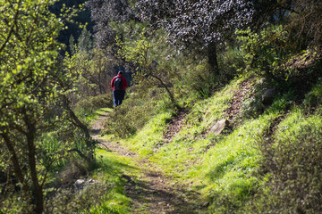 Hiker walking in forest nature trail enjoying spring nature