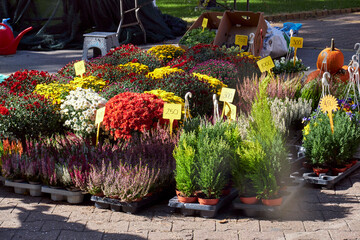 Colorful potted flowers and small evergreen plants are displayed for sale at an outdoor market....