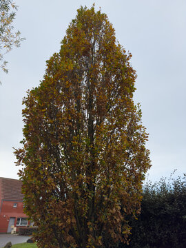 Tall fastigiate oak tree with autumn leaves against a grey sky