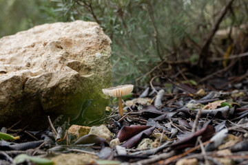 mushroom in the forest