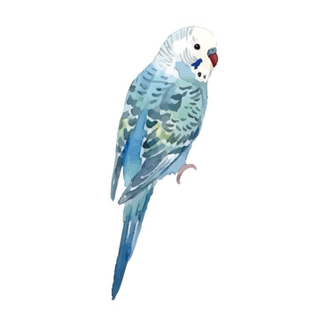 Watercolor-style parrot illustration／インコ
