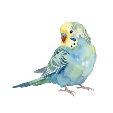 Watercolor-style parrot illustration／インコ