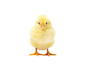 Fototapeta premium A fluffy, yellow, baby bird stands facing the camera with a serious expression