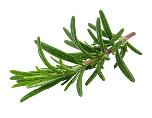 A close-up shot of a single rosemary sprig against a solid black background