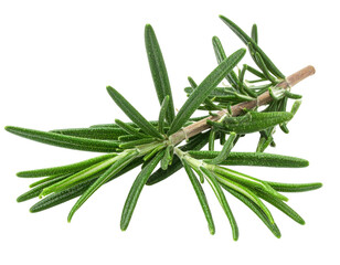 Close-up of fresh, vibrant rosemary sprigs, with long needle-like leaves, isolated on black