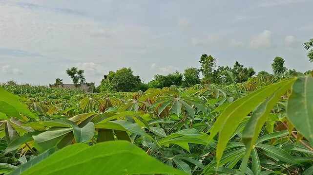 Windblown cassava fields, Manihot esculenta