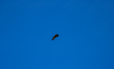 An eagle soaring in the blue winter sky
