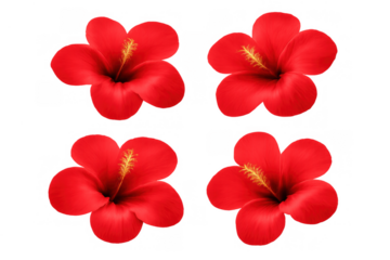 Four red hibiscus flowers on transparent background, tropical blossoms for summer designs and floral patterns