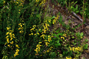 Yellow flower of black broom plant, Lembotropis nigricans.