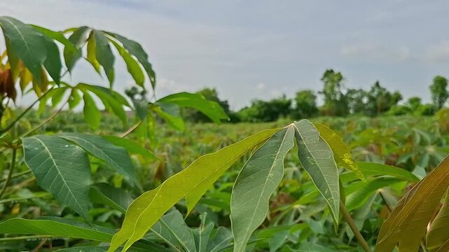 Windblown cassava fields, Manihot esculenta