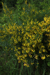 Yellow flower of black broom plant, Lembotropis nigricans.