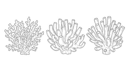 Fototapeta premium Set of three detailed black and white sketches of different coral species from the ocean reef for marine life and scientific illustration.