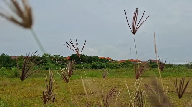 Feather fingergrass blowing in the wind, Chloris virgata