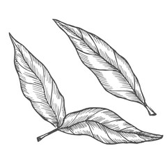 Vector hand-drawn illustration of tea sprig. Botanical sketch of branch with leaves.