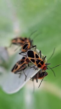 Orange Seed Bug Mating On Common Milkweed Leaf, Tropidothorax sinensis and Asclepias syriaca
