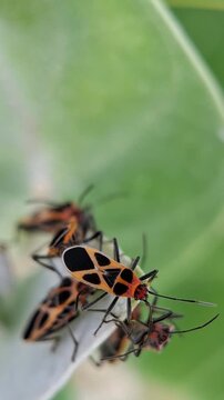 Orange Seed Bug Mating On Common Milkweed Leaf, Tropidothorax sinensis and Asclepias syriaca