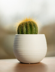 cactus in a pot
