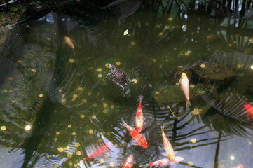 Decorative fish in pond with leaf reflections and light bokeh