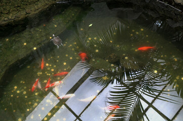 Decorative fish in pond with leaf reflections and light bokeh