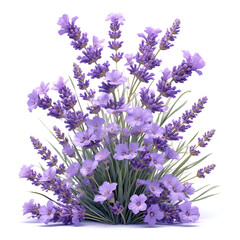Obraz premium lavender flowers isolated on white
