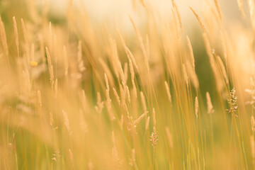 Golden wheat field in summer, glowing under the sun, Victoria, Australia © Quincy