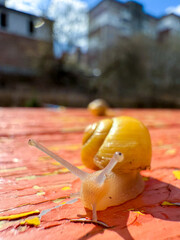 Snail slowly crawling on peeling red surface