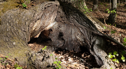 Fototapeta premium Hole dug into the base of a tree by an animal