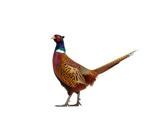 Male pheasant standing with iridescent neck plumage and long tail in natural stance