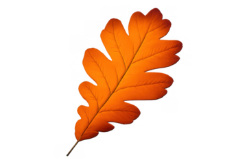 Orange oak leaf art representing autumn season and fall foliage changing colors, transparent background graphic element