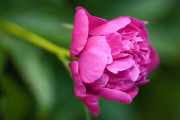 Naklejka premium róża 